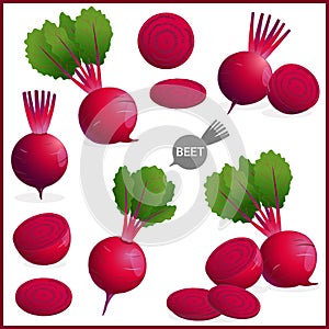 Set of fresh beet or red beetroot vegetable with green leaves in various shapes and styles in vector illustration