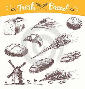 Set fresh bread drawn illustration wheat Vector