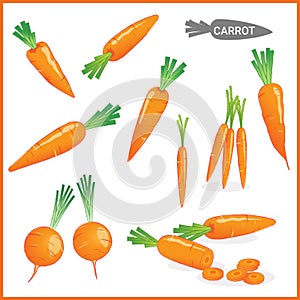 Set of fresh carrot vegetable with carrot tops in various cuts and styles in vector illustration