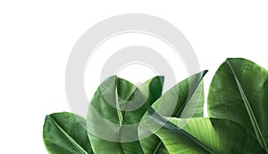 Set of fresh green banana leaves on background