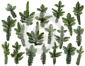 Set of fresh green pine branches isolated