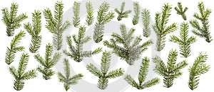 Set of fresh green pine branches isolated