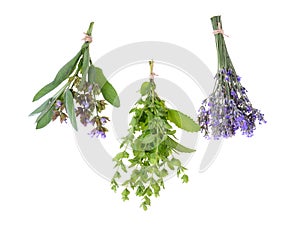 Set of fresh herbs on an isolated