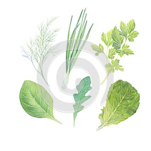 Set of fresh herbs isolated on white background. Spring Green onion, Lettuce, Fennel, Parsley, Arugula rucola rocket