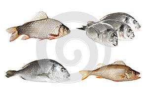 Set with fresh raw dorado fish, perch and crucian carp on white background