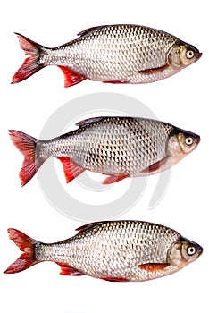 Set fresh raw fish isolated, clipping path