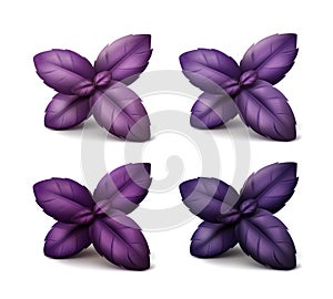 Set of Fresh Red Purple Basil Leaves Isolated on Background