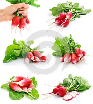 Set of fresh red radish with green leaf