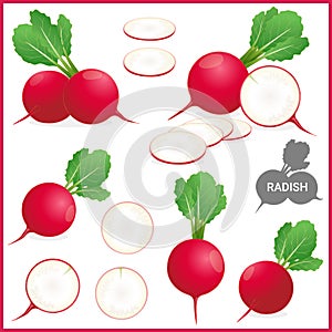 Set of fresh red radish with green leaves in various cuts and styles, vector illustration