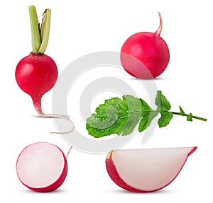 Set fresh red radish whole, cut in half, slice with leaf