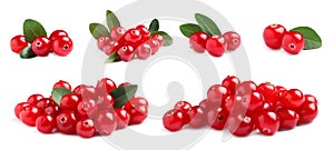 Set of fresh ripe cranberries on white background. Banner design