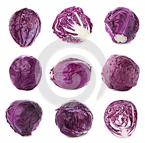 Set of fresh ripe red cabbages on background