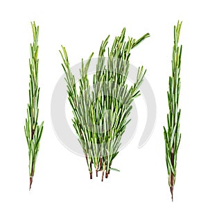 Set of fresh rosemary bundle and twigs cut out