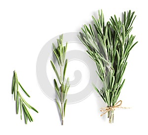 Set of fresh rosemary twigs on white background