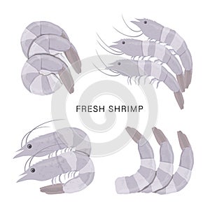 Set of Fresh shrimps or Prawn isolated on a white background. Cartoon Vector illustration