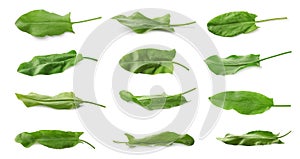 Un impostato composto da fresco succo foglie su bianco. formato pubblicitario destinato principalmente all'uso sui siti web progetto 
