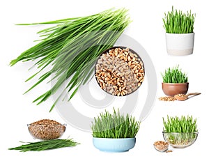 Set with fresh wheat grass on background