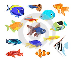 Set of freshwater aquarium cartoon fish. Varieties of decorative popular colored fish. Aquarium. Vector flat illustration isolated