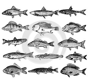 Set of freshwater fish illustrations