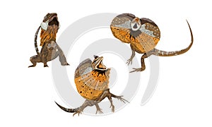 Set of Frilled Lizards Chlamydosaurus kingii or frill-necked lizard, frilled dragon or frilled agama. Wild reptiles of Australia a