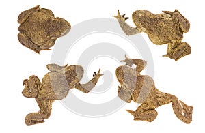 Set of frog animals isolated