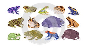 Set of frogs and toads of different species. Variety of exotic amphibian animals. Tropical reptiles. Various types of