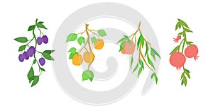 Set of fruit branches, hand drawn fruits hanging on branch with leaves - plum, apricot, peach and pomegranate