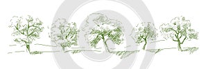 Set of fruit trees: olive, apple, plum, apricot. Orchard, grove. Vector realistic black and white vintage sketch