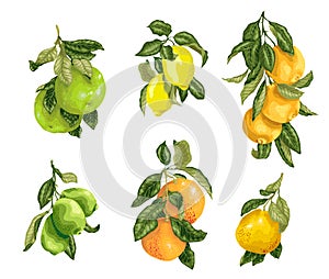 Set with fruits in vector such as lime, lemon, orange, pomelo and grapefruit in graphic illustration