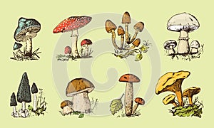 Set of Fungus hand drawn engraved. vintage organic vegetarian food. Mushroom champignon, chanterelles, fly agaric