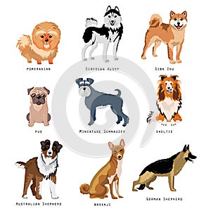 Set of funny dogs of different breeds. Purebred dogs collection.