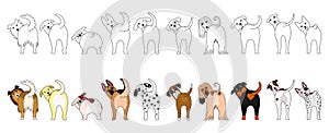 Set of funny large dogs showing their butts