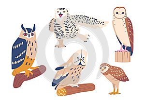 Set of Funny Owls, Different Birds Sitting on Tree Branches. Wild Animals, Flying Creatures in Cute Scandinavian Style