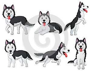 Set of funny siberian husky dog cartoon