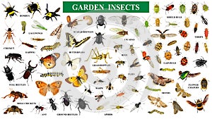 Set of garden insects