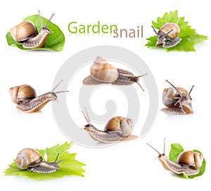 Set garden snail (Helix aspersa)