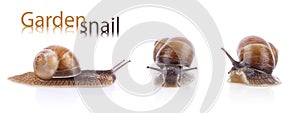 Set of garden snail (Helix aspersa)