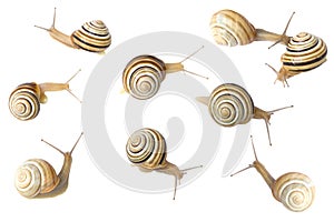 Set of the garden snail isolated