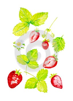 A set of garden strawberries and whole slices, flowers and leaves of strawberries. Watercolor illustration isolated on white