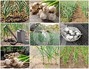 Set with garlic field. Young green sprouts