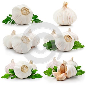 Set of garlic fruits with green parsley leaves