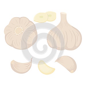 Set of garlic heads gloves and slices vector illustration isolated on white