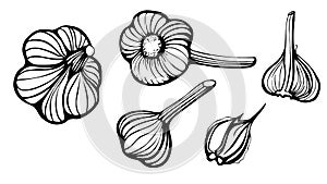 Set of Garlic Vector illustration, hand drawn with ink, artistic stylization of whole heads  and clove garlic from different