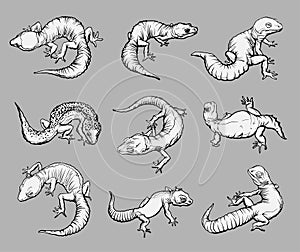 Set with geblephars, reptile lizard animals. Collection with different rare morph of geblephars. Hand drawn illustration