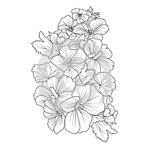 Set of geranium flower bouquet drawings, detailed flower drawings, minimal geranium flower tattoos, isolated geranium clipart.