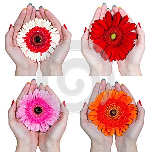 Set of gerbera daisy flowers