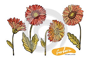 Set of Gerberas red, orange, pink, yellow isolated on white background. Botanical vintage illustration. Vector isolated object.