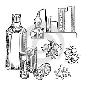 Set of gin in hand drawn style on white background.glasses with gin and tonic cocktail, alembic, coriander, lemon peel.