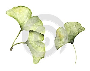 Set of ginkgo leaves. Watercolor illustration.