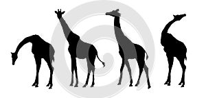 Set of giraffe silhouette - vector illustration